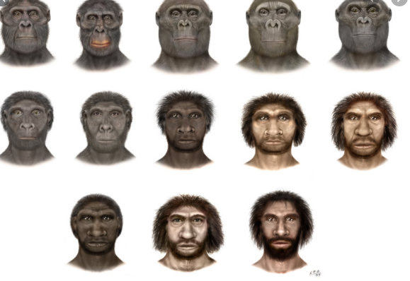 Espècies que han sobreviscut  paleolìtic inferior