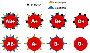 Karl Landsteiner discovered the Rh protein.