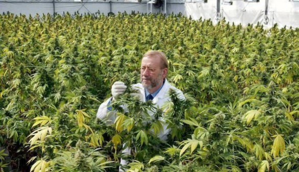 Legalización Marihuana (Siglo XXI)