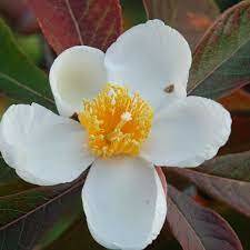 Franklinia