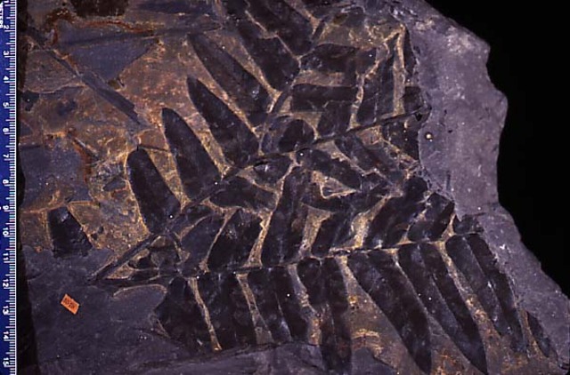 Carboniferous
