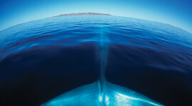 Timeline: Ocean Exploration