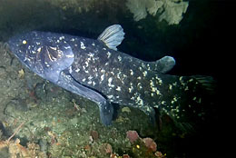 Live coelacanth found