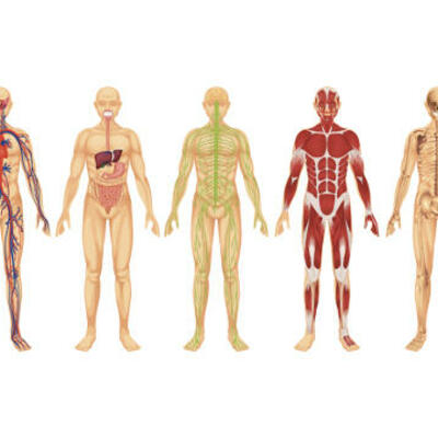 Timeline: ENFERMERIA