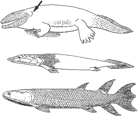 Devonian Period. 395 M- 345M