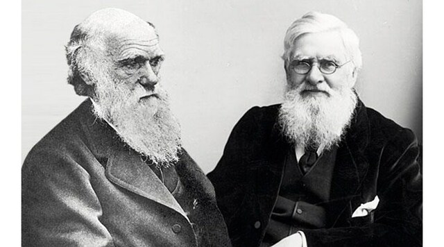 Darwin Y Wallace .