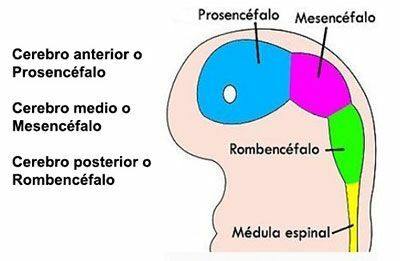 División del prosencéfalo
