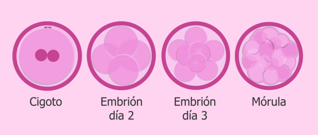 Formación de la Mórula