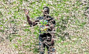 Plaga de langostas en África