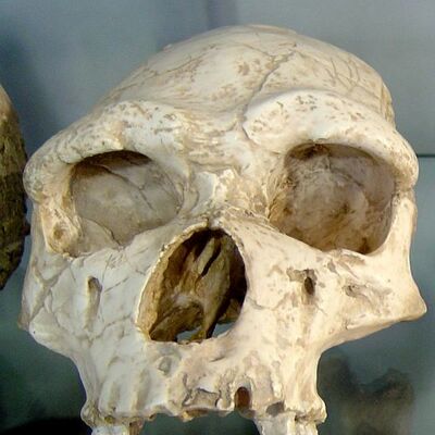 Timeline: La cronología de la prehistoria