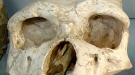 Timeline: La cronología de la prehistoria