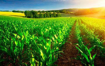 Subsidio a la producción