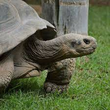 El Beagle llega a las isla Galápagos.