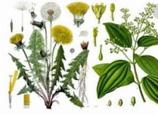 Primera planta patógena