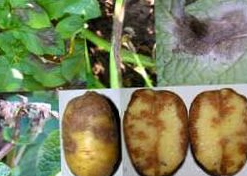 Tizón tardío en la papa (Gota o phytophthora infestans).