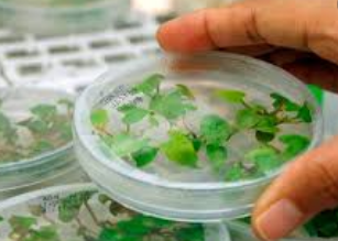 Cultivo de tejido Vegetal