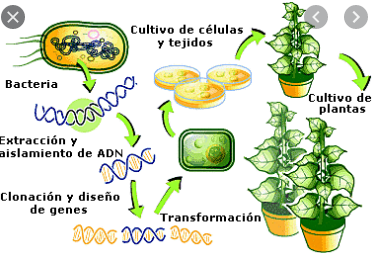 Avances en la ingeniería genética