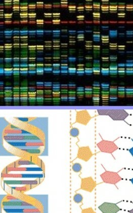 Proyecto Genoma Humano
