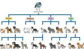 What is selective breeding? *