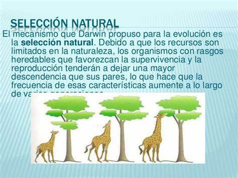 que es la Seleccion Natural segun Darwin