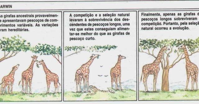 Los viajes que realizó Charles Darwin para construir su teoría de selección natural y su posible relación con los estudios de otros científicos.