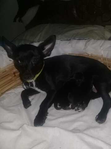 Nuestra Onza se convierte en Madre