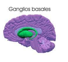 División del telencéfalo, (ganglios basales y sistema límbico)