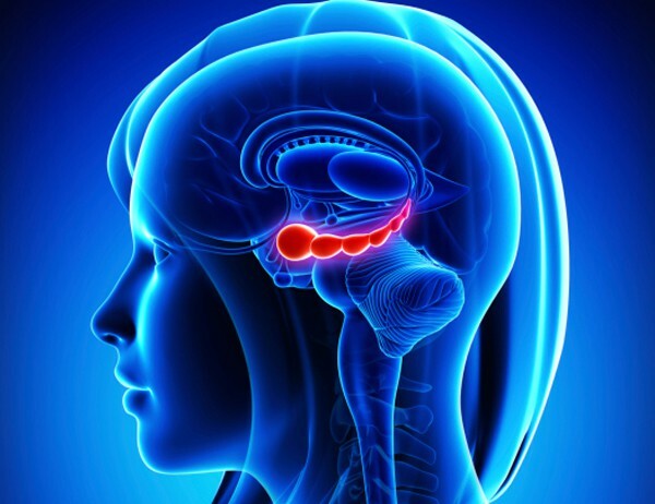 Estructura principal del sistema límbico (Hipocampo)