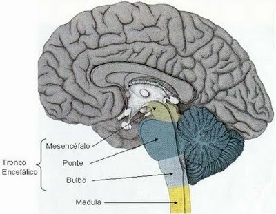División del encéfalo