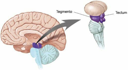 División del mesencéfalo, (tectum)
