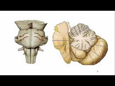 División del metencéfalo, (protuberancia)
