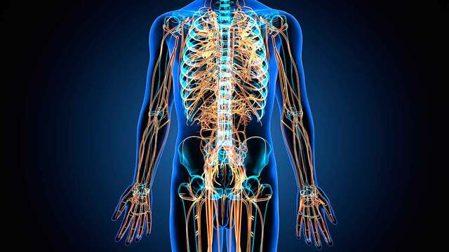 Sistema nervioso periférico