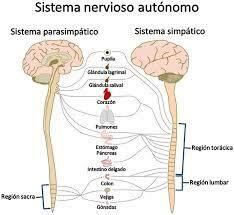 Sistema nervioso autónomo