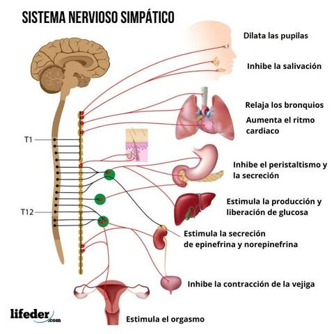 El Sistema nervioso autónomo consta de dos sistemas anatómicamente independientes, la división simpática y la división parasimpática