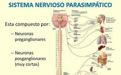 La división parasimpática