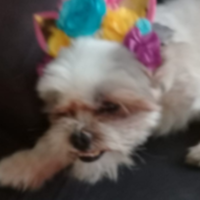 Timeline: O dia que ganhei meu cachorro