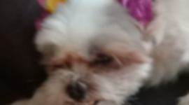 Timeline: O dia que ganhei meu cachorro