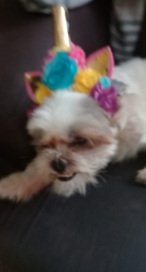 Meu primeiro cachorrinho