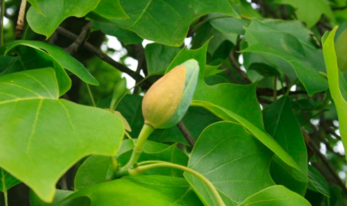 Tulip tree