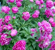 Peony
