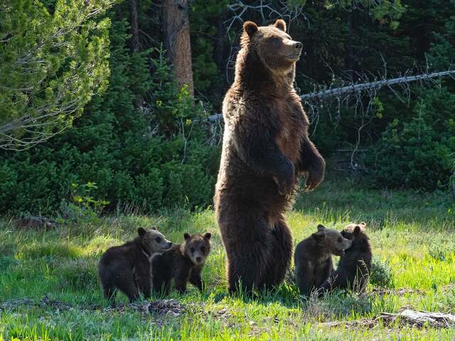 More new animals and buildings.