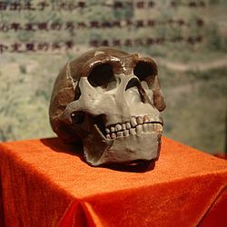Homo Erectus en china