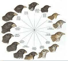 Descubrimientos de Darwin.