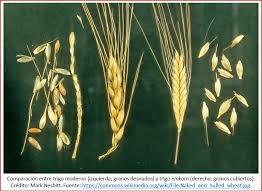 Primeros cereales domesticados