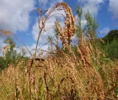 Aldeas agrícolas en el valle del río Amarillo, China cultivando mijo