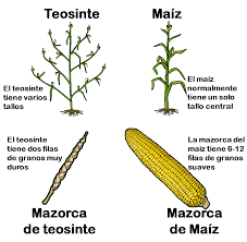 El maíz doméstico