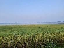 Cultivan arroz y crían cerdos y pollos