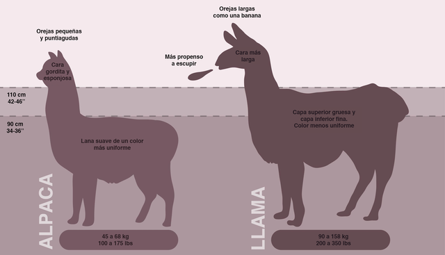 Llama, alpaca y probablemente cuyes domesticados en los Andes