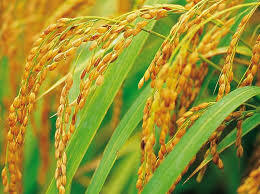 Comienza el cultivo de arroz húmedo