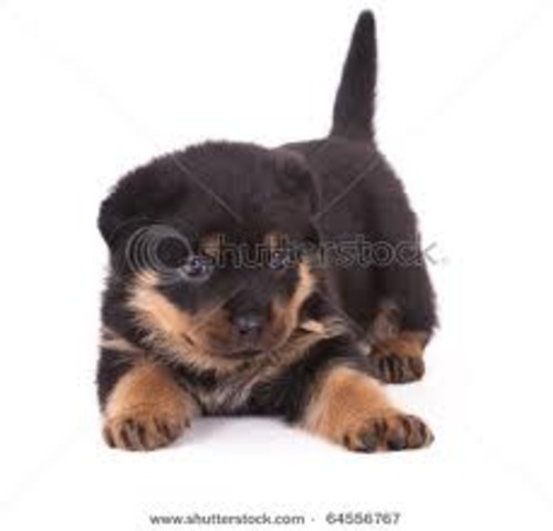 i got a little puppy and her name is Blaze.(blaze is still alive)